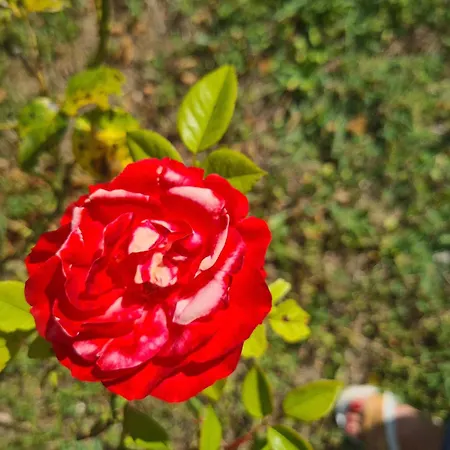 Dolce Alba Bed and breakfast Montecastrilli