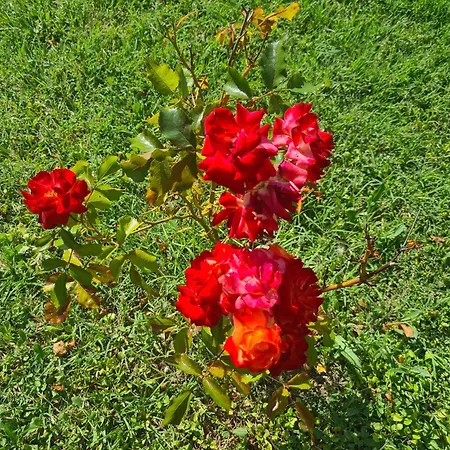 Bed and breakfast Dolce Alba Montecastrilli
