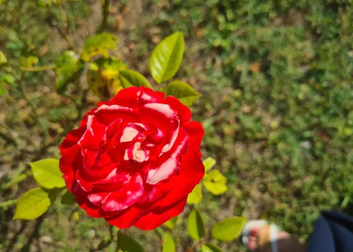 Dolce Alba Bed and breakfast Montecastrilli